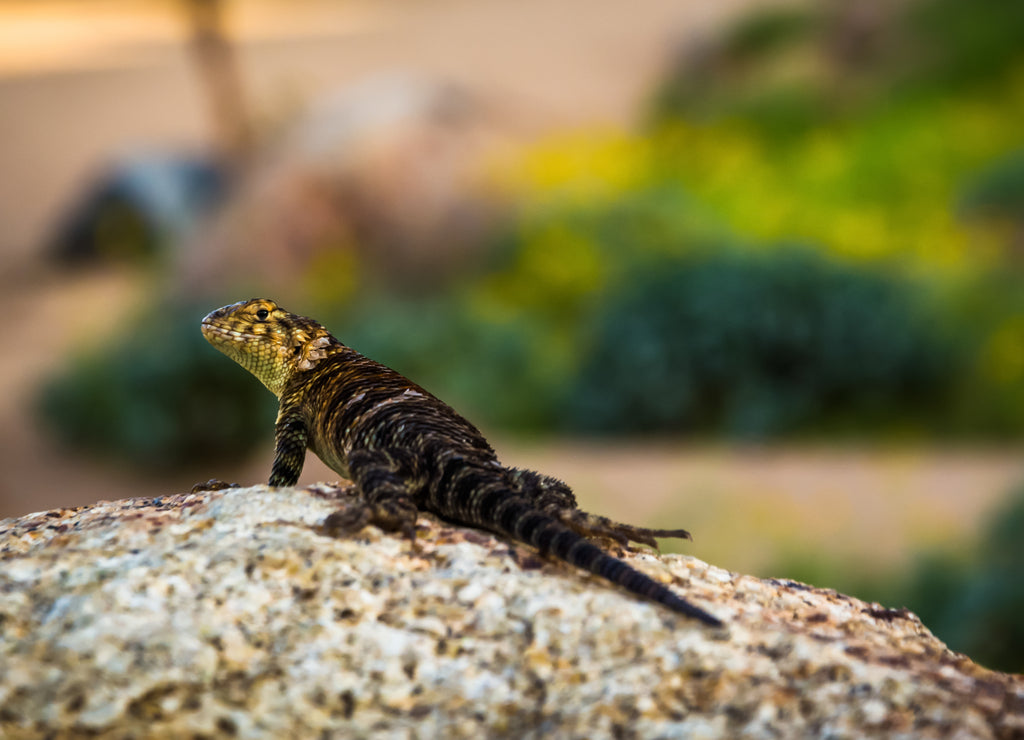 Lizard on a rock, at Mount Rubidoux Park, in Riverside, California