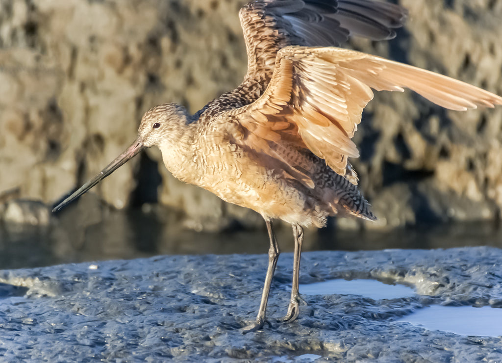 Marbled Godwit (Limosa fedoa) spreading wings in low tide wetlands, California, USA