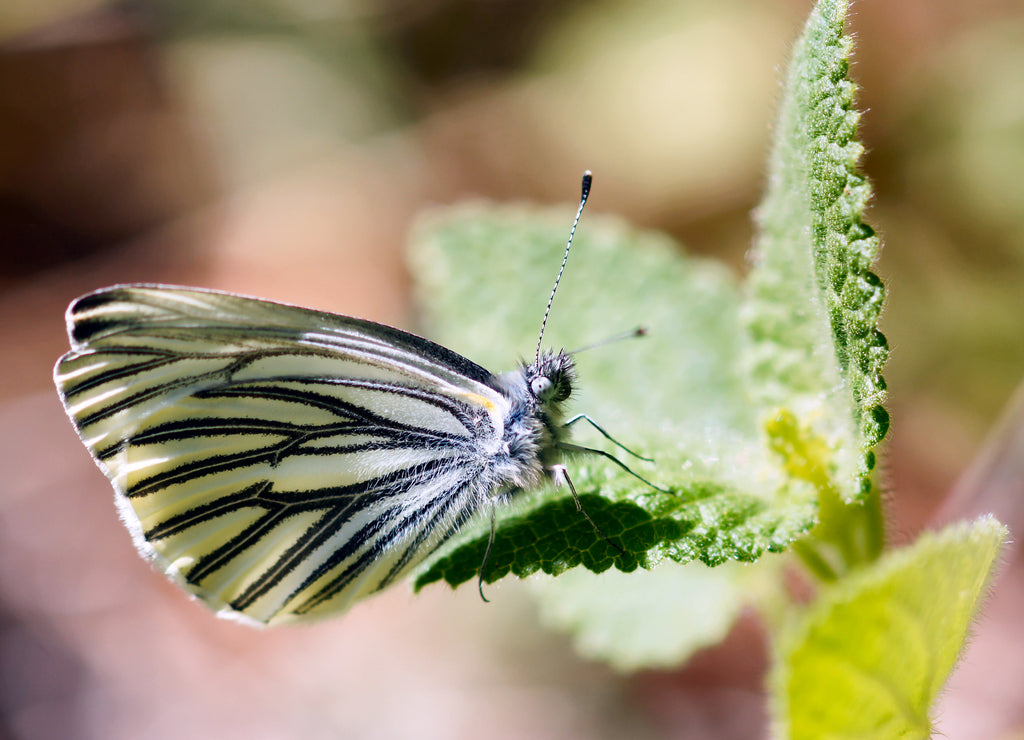 Margined White (pieris marginalis) butterfly drinking nectar from a plant. San Mateo County, California, USA