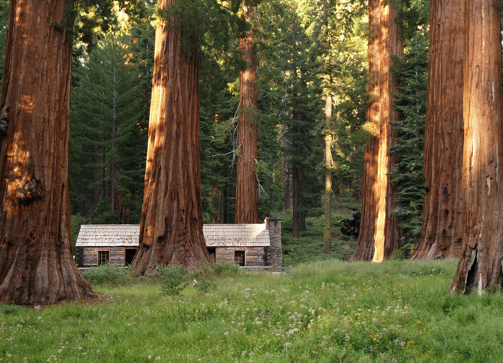 Mariposa Grove Redwoods, California