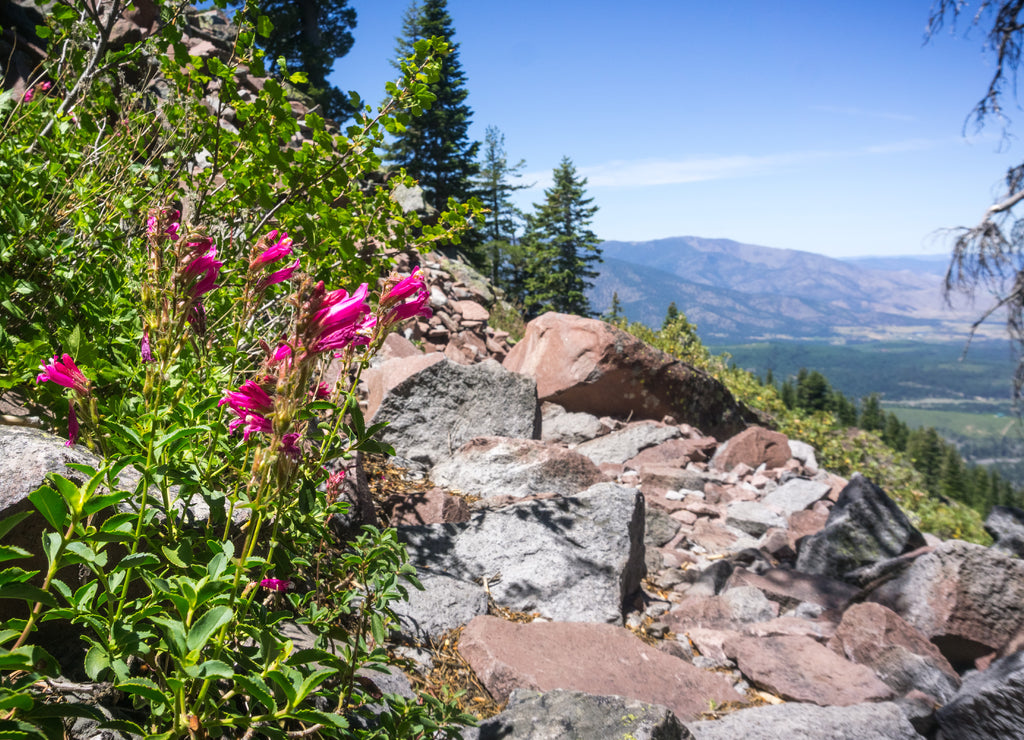 Mountain pride (Penstemon newberryi) wildflowers growing on the side of a hiking trail, Siskiyou County, Northern California