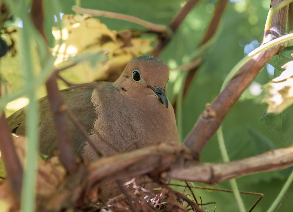 Mourning Dove (Zenaida macroura) in Salton Sea area, Imperial Valley, California, USA