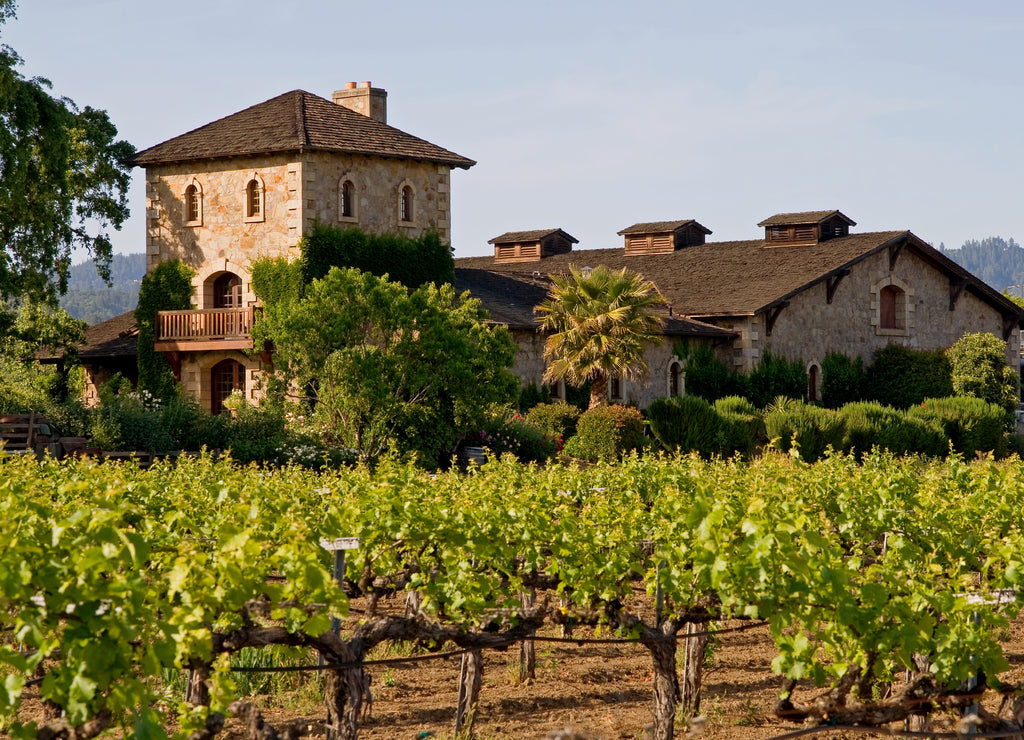 Napa Valley vineyard at sunset, California