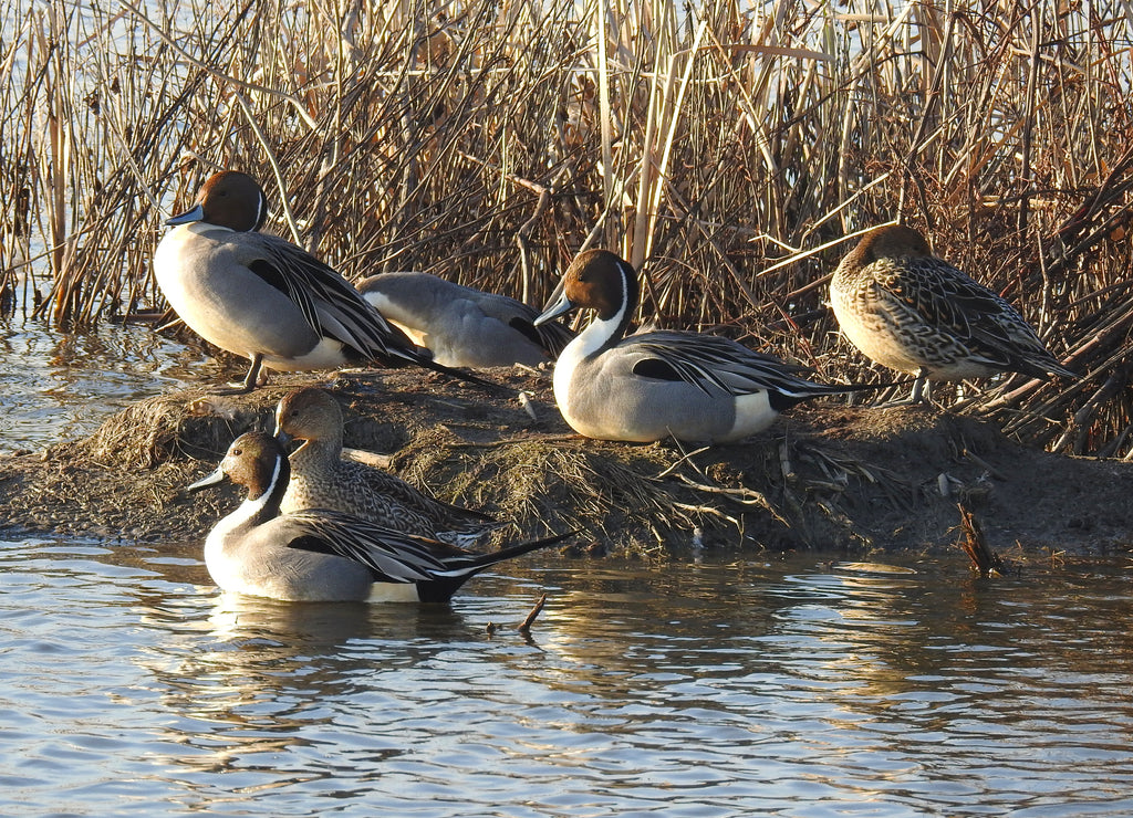 Northern pintail ducks enjoying a beautiful day at the Colusa National Wildlife Refuge, in the Sacramento Valley, California