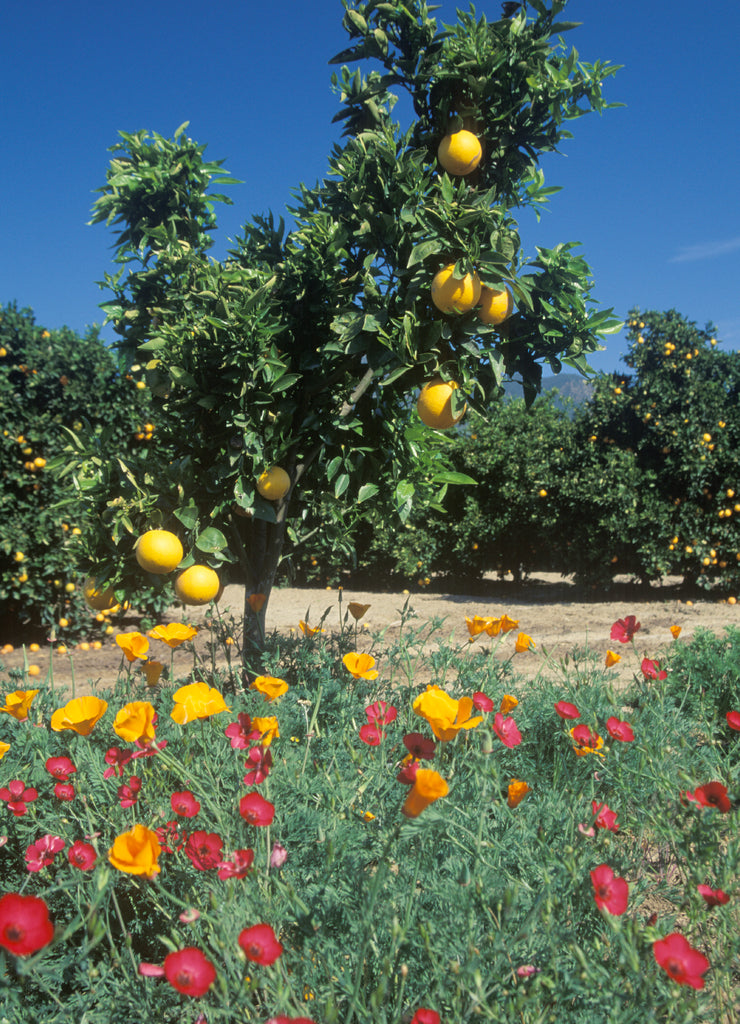 Oranges and spring flowers in Ventura Country, California