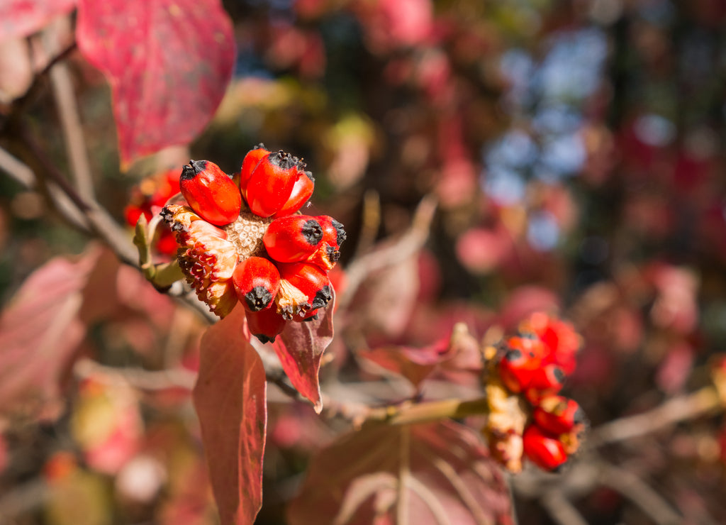 Pacific Mountain Dogwood (Cornus nuttallii) fruits, Calaveras Big Trees State Park, California