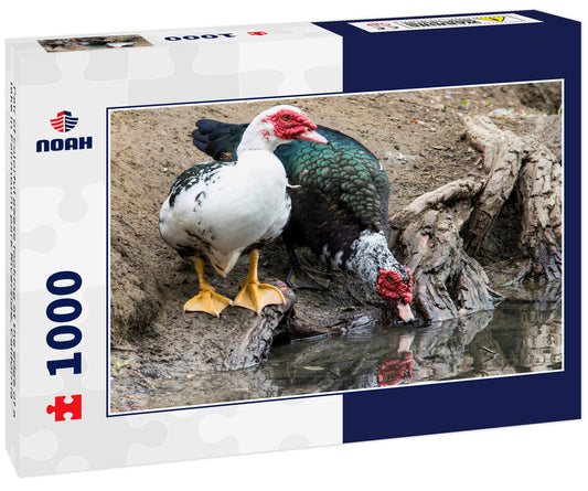 Pair of colorful geese looking at the edge of a lake in Fairmount park Riverside, California