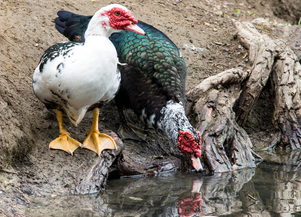 Pair of colorful geese looking at the edge of a lake in Fairmount park Riverside, California