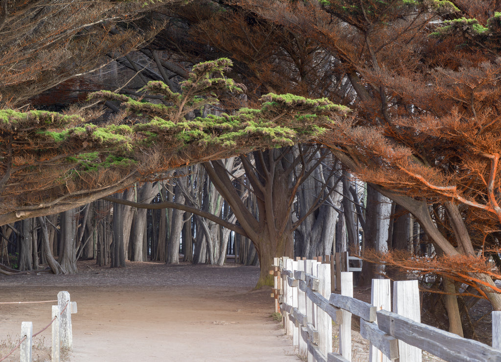 Pathway to the Cypress Grove. Fitzgerald Marine Reserve, San Mateo County, California, USA