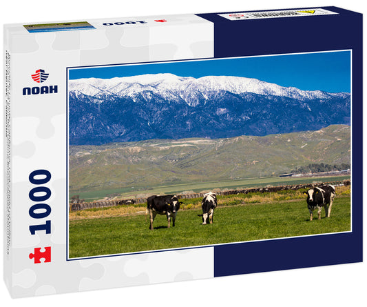 Riverside County, California, USA - Field of Yellow Flowers and San Bernadino Snowcapped Mountains near Hemet, California