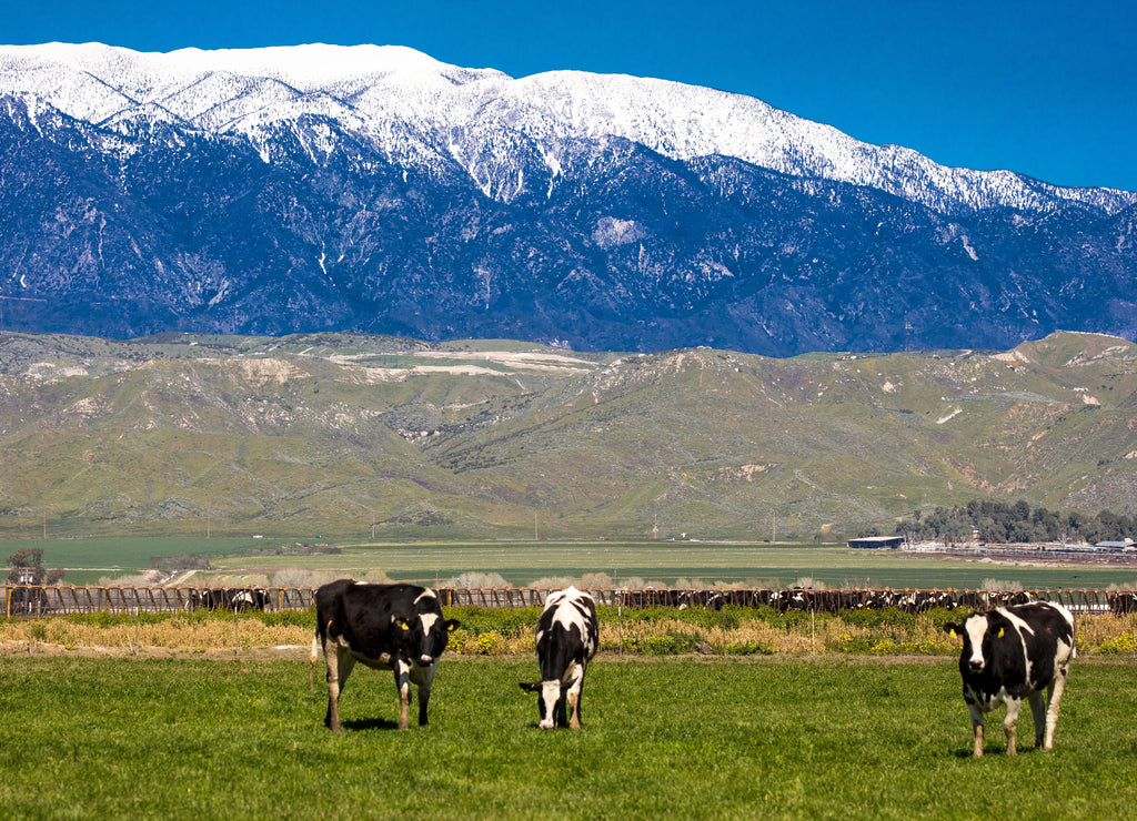 Riverside County, California, USA - Field of Yellow Flowers and San Bernadino Snowcapped Mountains near Hemet, California