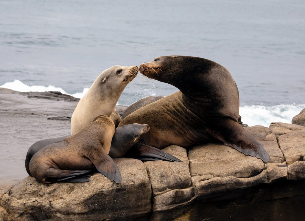 Sea Lion Family sitting on the rocks - La Jolla, San Diego, California