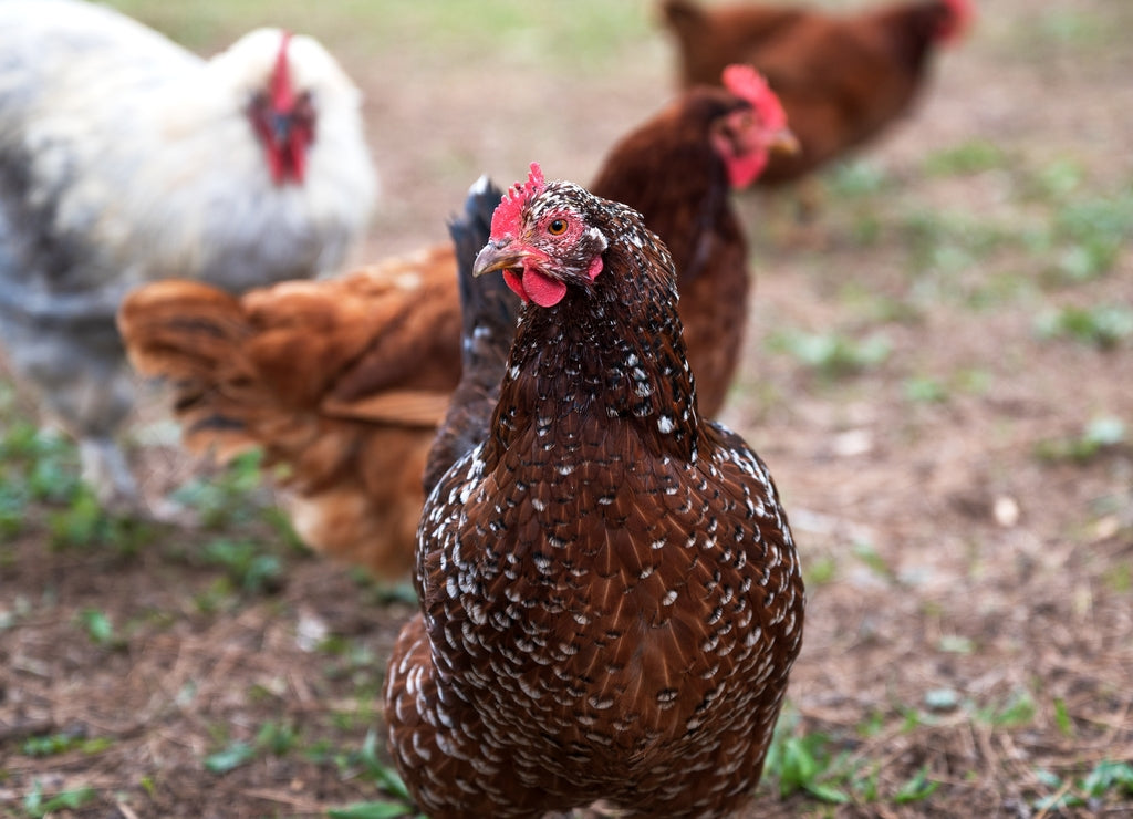 Shallow focus shot of a chicken in California ranch with a blurred background