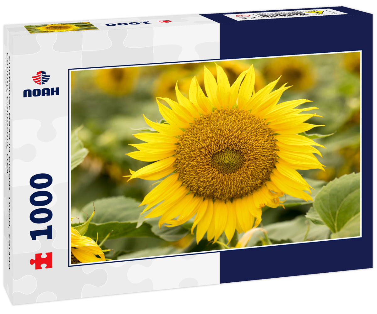 Sunflower Head in Bloom. Dixon, Solano County, California, USA