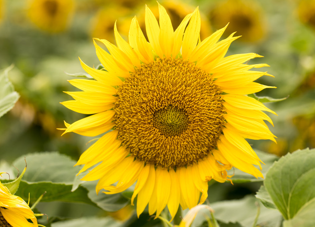 Sunflower Head in Bloom. Dixon, Solano County, California, USA