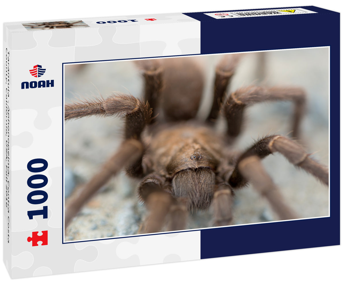 Tarantula - Aphonopelma, Contra Costa County, California, USA, Fall 2016