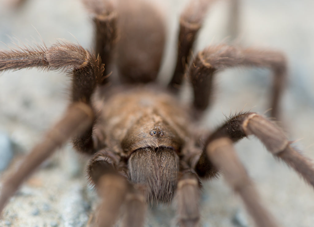 Tarantula - Aphonopelma, Contra Costa County, California, USA, Fall 2016