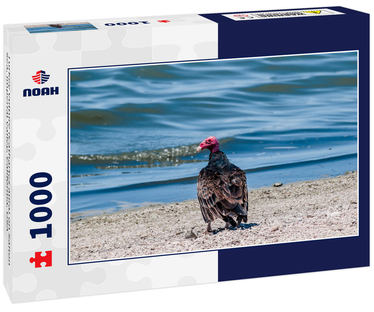 Turkey Vulture (Cathartes aura) on Salton Sea, Imperial Valley, California, USA