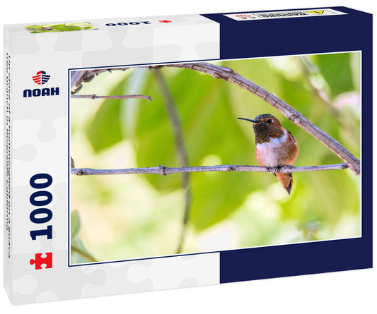 Up close of a hummingbird on a guava tree branch in Riverside California