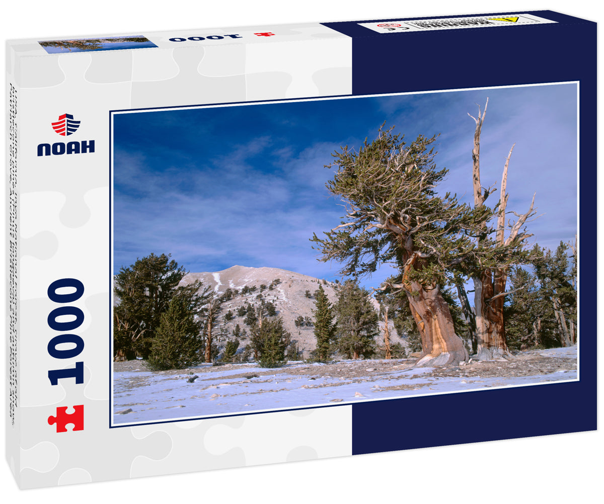 USA, California, Inyo National Forest, Grove of old bristlecone pines (Pinus longaeva) and autumn snow, Patriarch Grove, Ancient Bristlecone Pine Forest Area