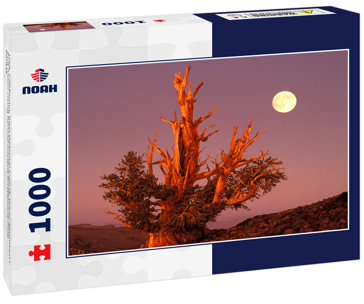 USA, California, Inyo National Forest, White Mountains. Full moon rising behind ancient Bristlecone Pine Forest