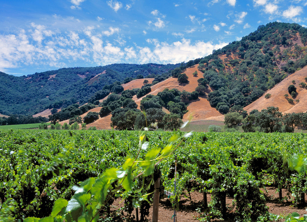 USA, California, Mendocino Co. Vineyards show their bright green leaves in the height of summer, in Hopland, Mendocino County, California