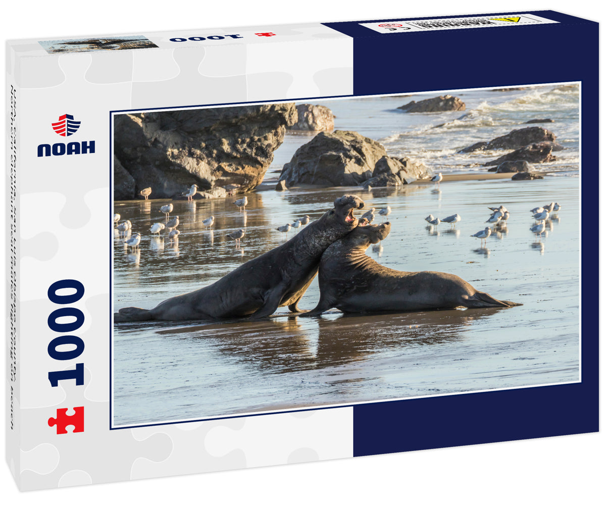 USA, California, San Luis Obispo County. Northern elephant seal males fighting on beach