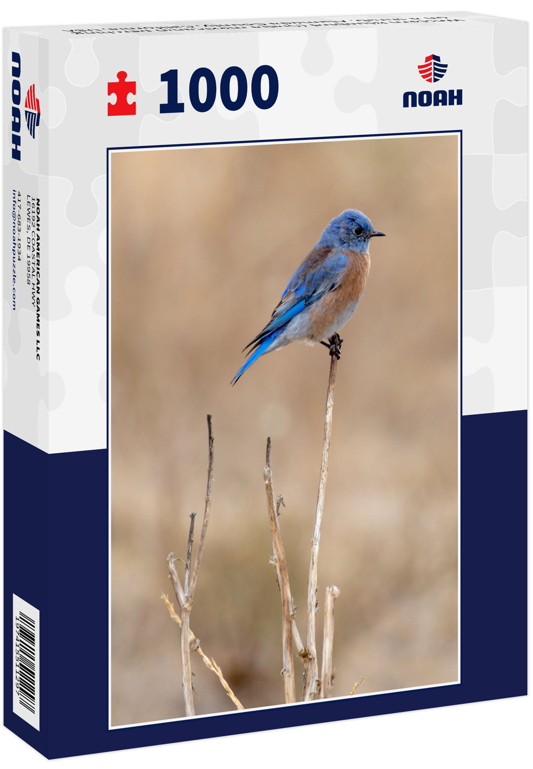 Western Bluebird (Sialia mexicana) perching on a shrub. Alameda County, California, USA