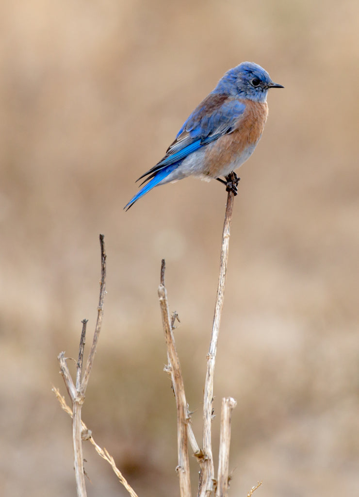 Western Bluebird (Sialia mexicana) perching on a shrub. Alameda County, California, USA