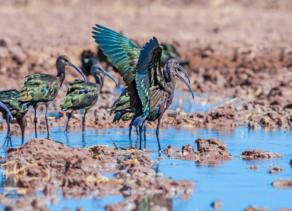 White-faced Ibis (Plegadis chihi) in Salton Sea area, Imperial Valley, California, USA