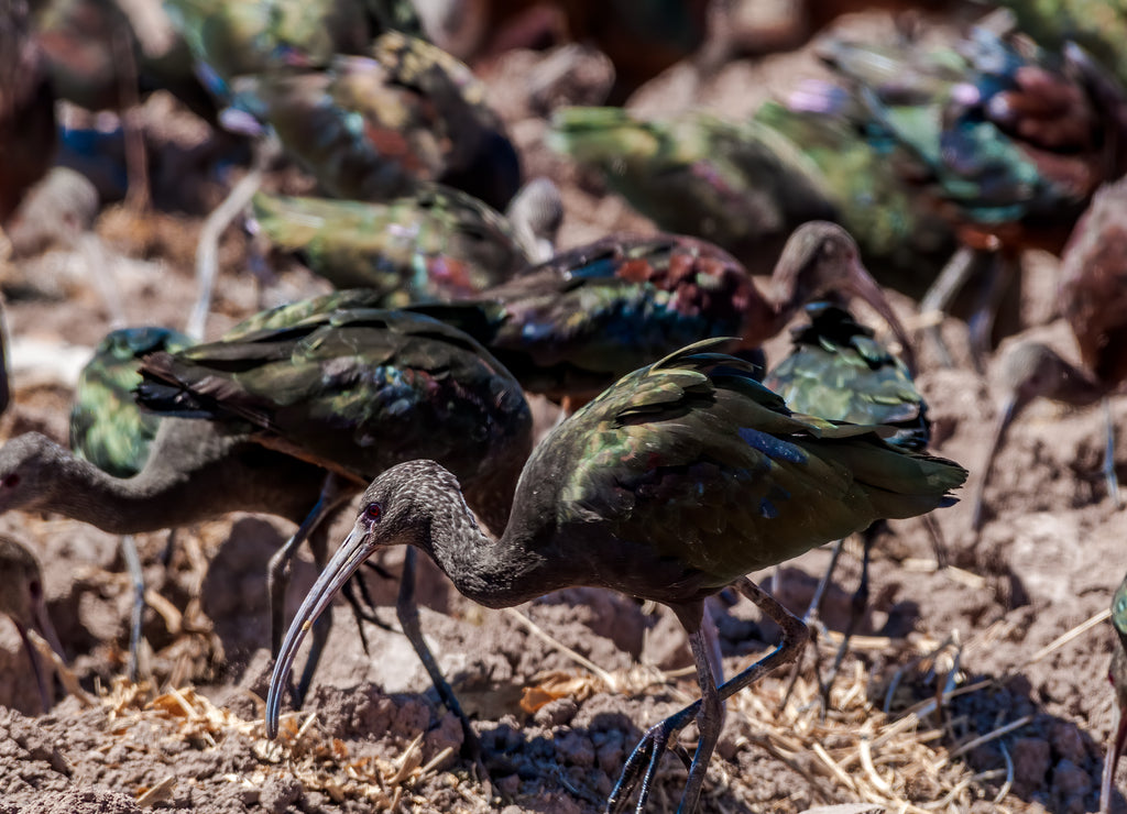White-faced Ibises (Plegadis chihi) in Salton Sea area, Imperial Valley, California, USA