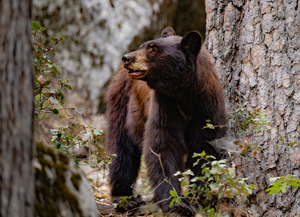 Wild bear next to a tree in Yosemite, National Park, California