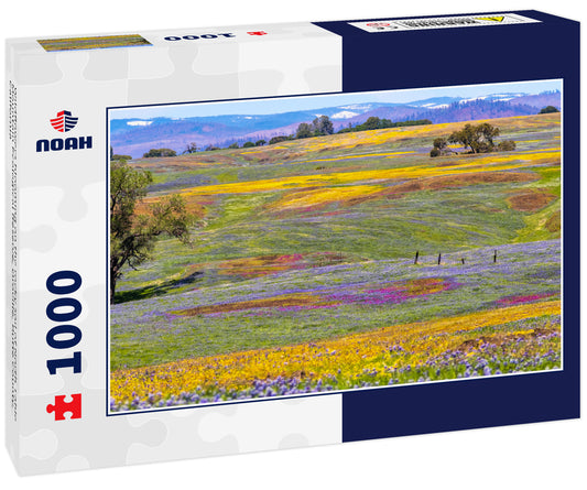 Wildflowers blooming on the rocky soil of North Table Mountain Ecological Reserve, Oroville, Butte County, California