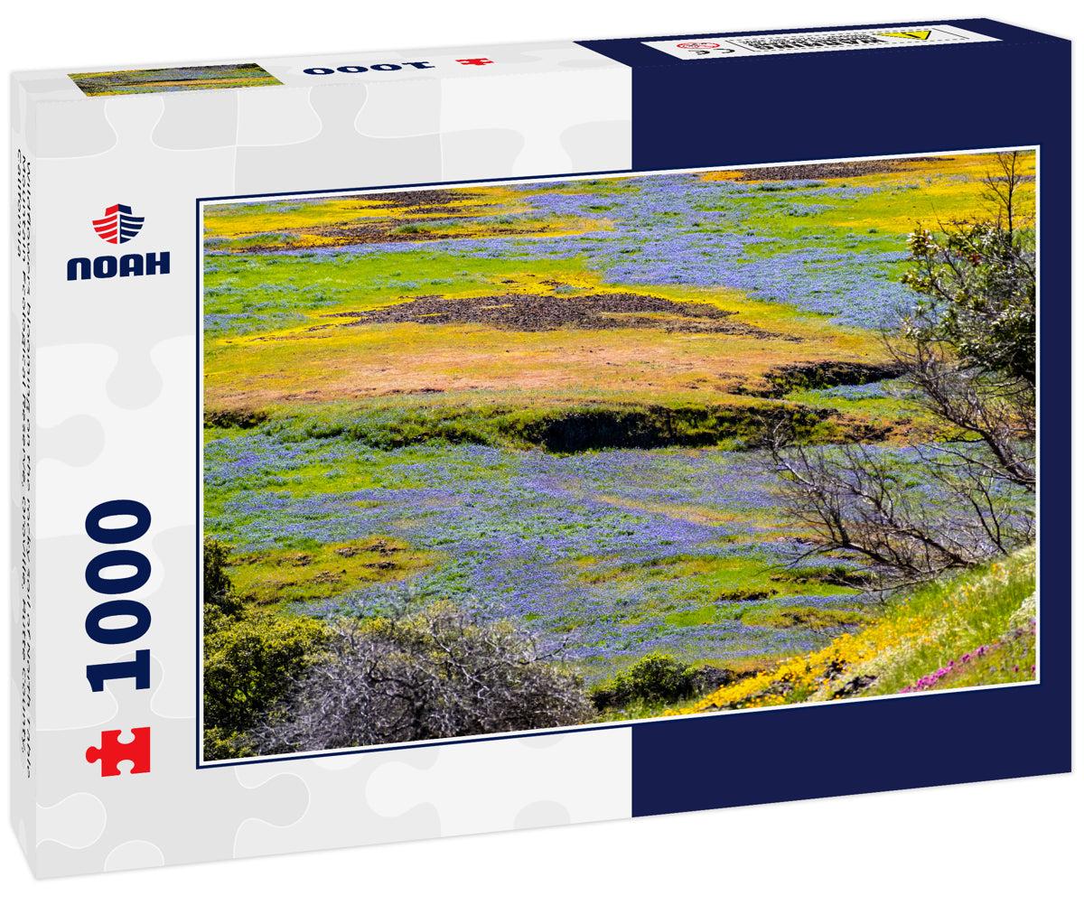 Wildflowers blooming on the rocky soil of North Table Mountain Ecological Reserve, Oroville, Butte County, California