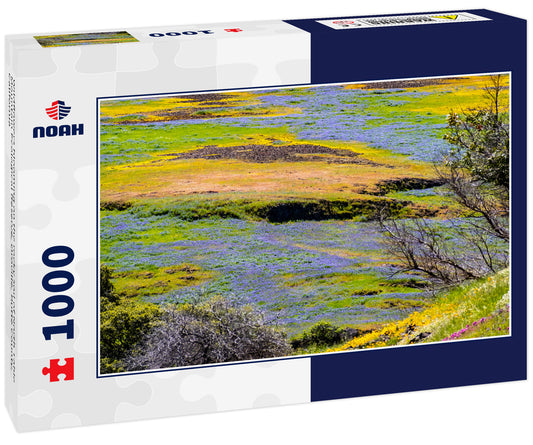 Wildflowers blooming on the rocky soil of North Table Mountain Ecological Reserve, Oroville, Butte County, California