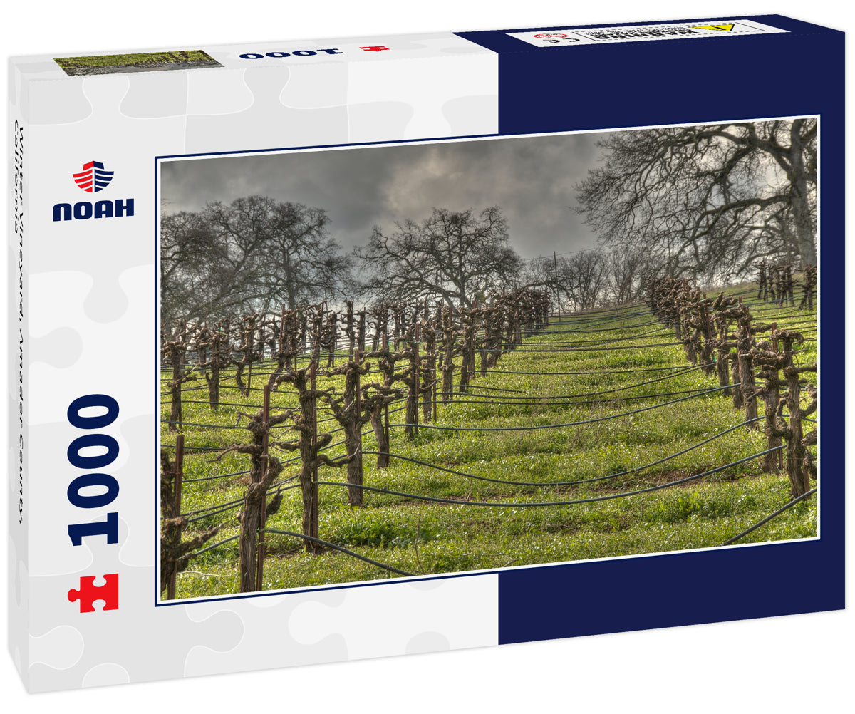 Winter Vineyard, Amador County, California