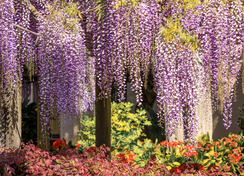 Wisteria Hanging off trellis outside Santa Clara Mission. Santa Clara, California, USA