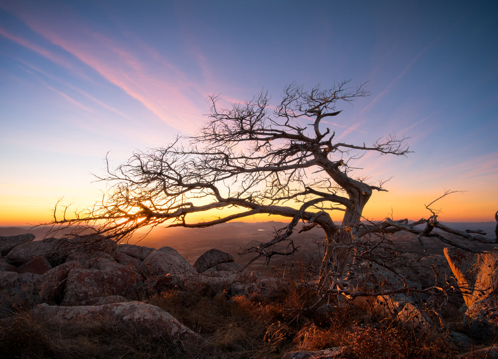 Wind shaped tree at sunset atop Oklahoma's Mount Scott