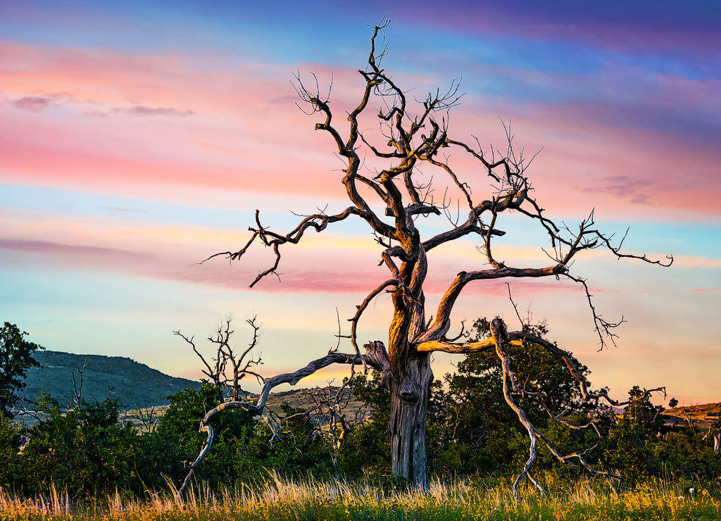 A twisted branch tree,  Wichita Mountains Wildlife Refuge near Lawton, Oklahoma