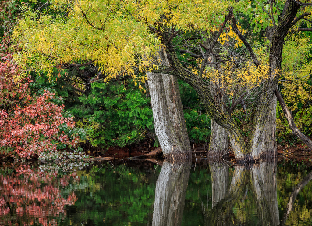 A small hidden pond in fall color in Oklahoma City