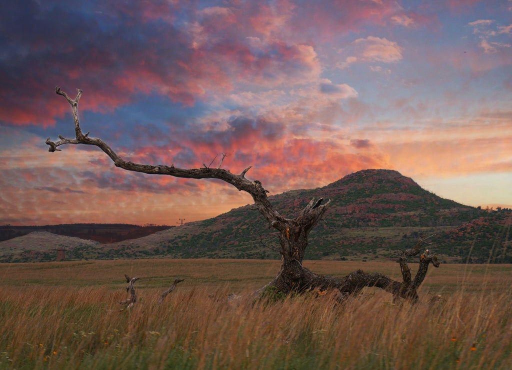 Big leafless tree in a meadow at the Wichita Mountains, Oklahoma