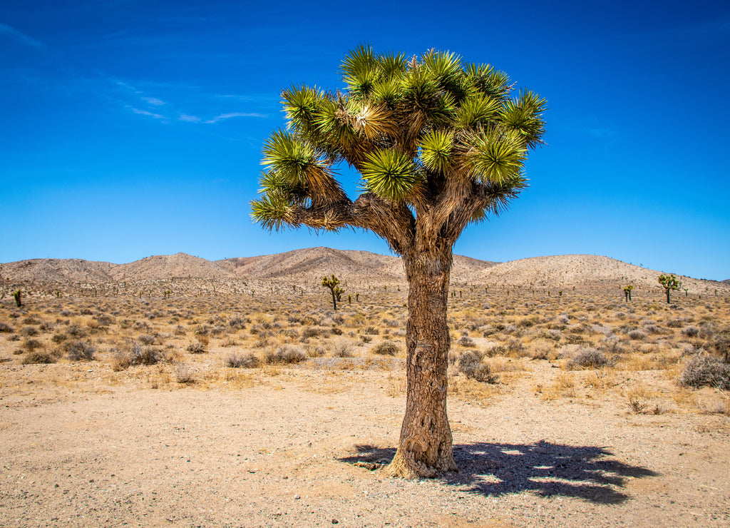 Joshua Tree in Death Valley Oklahoma with sagebrush and desert hills and other trees in the distance