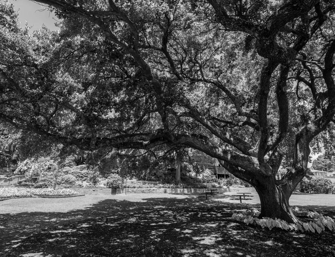Noah Jigsaw Puzzle El Paso Texas skyline at night. Downtown El Paso Texas skyline seen just after sunset in black white 1000 pieces