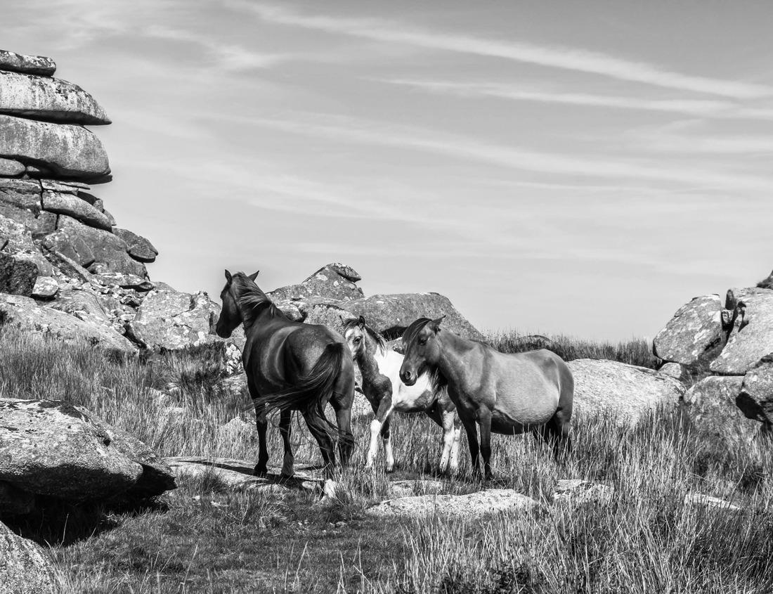 Noah Jigsaw Puzzle Gurara waterfalls along the river Gurara in Niger state of Nigeria. A large tributary of river Niger in black white 1000 pieces