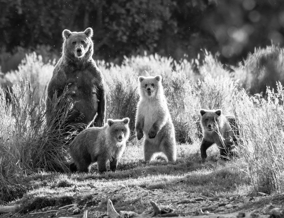 Noah Jigsaw Puzzle Church of Madonna sel Carmine in the streets of Cerignola, Italy in black white 1000 pieces