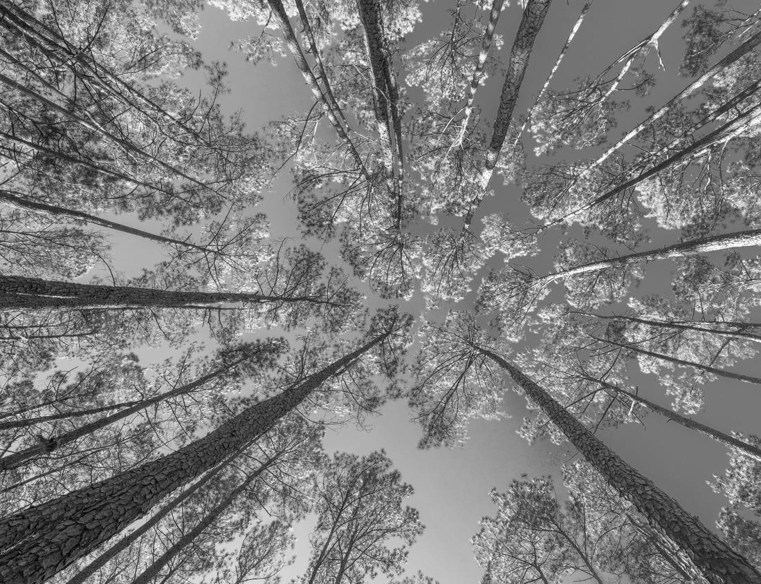 Noah Jigsaw Puzzle Compton Castle a dramatic fortified Manor House in Devon Valley in black white 1000 pieces