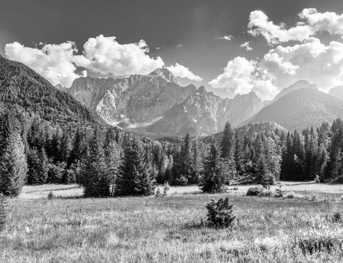 Noah Jigsaw Puzzle Gorillas in the mountains of Mgahinga Gorilla National Park. Gorilla in the forest. Rare animals in Uganda. Animals in their natural habitat in black white 1000 pieces