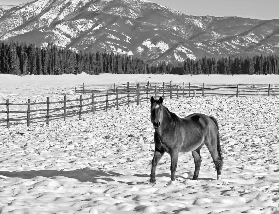Noah Jigsaw Puzzle Museu Condes de Castro Guimarães, Beautiful palace and old stone bridge against sunset sky. Cascais, Portugal in black white 1000 pieces