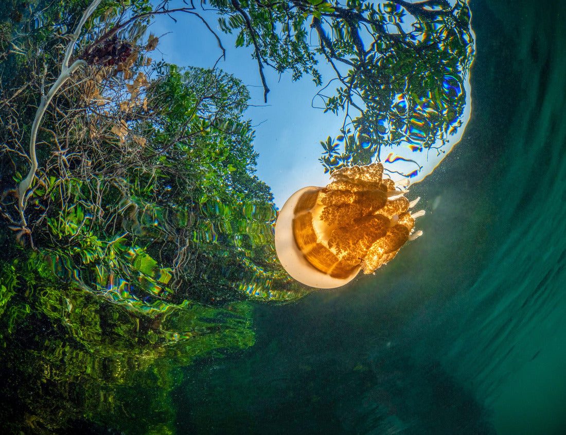 Noah Jigsaw Puzzle jelly fish in jelly fish lake in Kakaban indonesia 1000 pieces