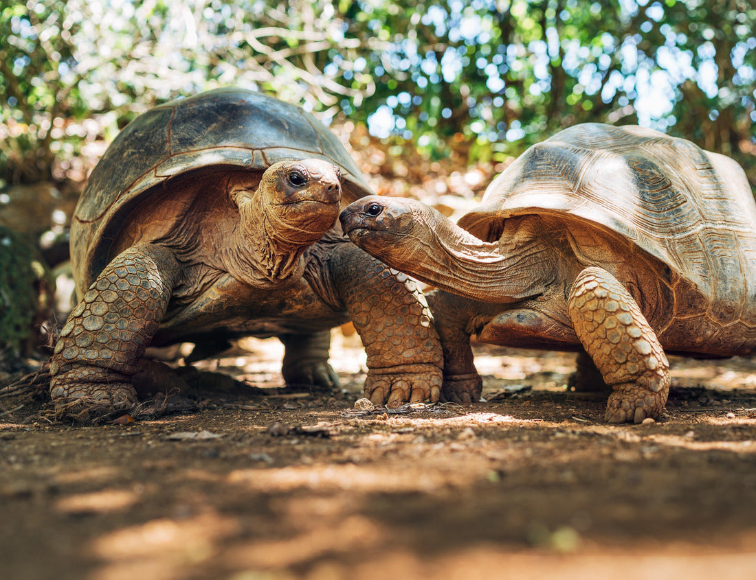 Noah Jigsaw Puzzle Couple of Aldabra giant tortoises endemic species - one of the largest tortoises in the world in zoo Nature park on Mauritius island. Huge reptiles portrait. Exotic animals, love and traveling concept 1000 pieces